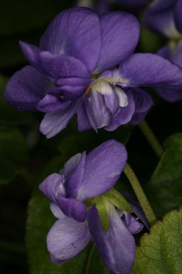 fiołki - Viola-odorata-floro-pleno-rcp03-07-160.jpg