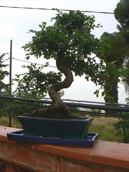 BONSAI - bonsai-a 44.jpg