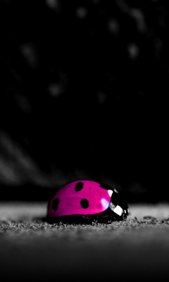 różne - Pinkie_Ladybird.jpg