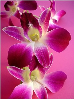 Kwiaty - Pink Orchid.jpg