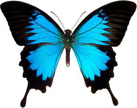 Motyle - motyl5.jpg