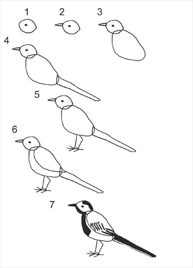 ptaki - jak narysować.JPG