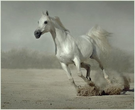 Konie - ukihu.jpg