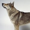 rasy psów - wilczak czechosłowacki.jpg