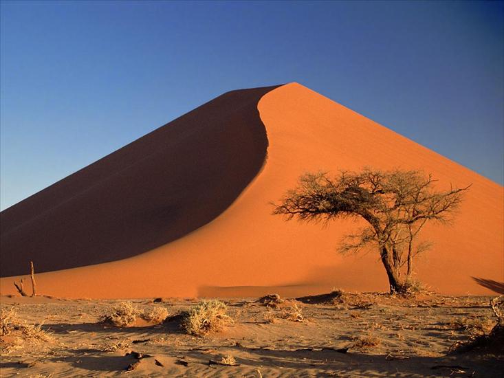 Afryka - Sand Dunes and Acacia Tree, Namib Desert, Namibia.jpg