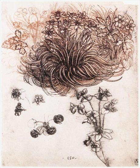 Studies  drawings - Star of Bethlehem and other plants1505-07Royal Library, Windsor.bmp