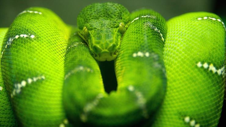  Tapety HD - 2156-PL-photoshop-snake-wallpapers_9219_1280x800.jpg