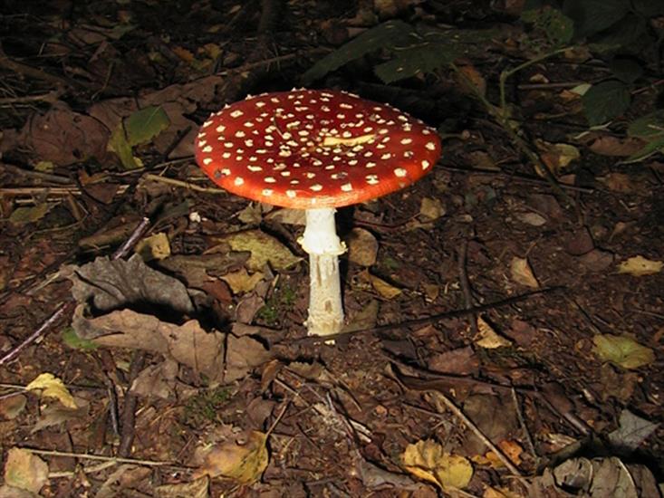 fungus - fungos-024.jpg