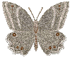 Motyle - 115n.gif