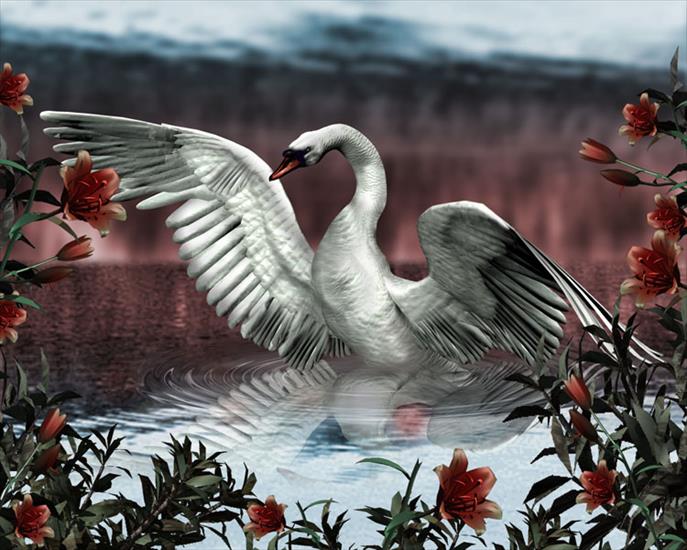 Tapety-Ptaki - aaahhhh-white-swan-beautiful-31000.jpg