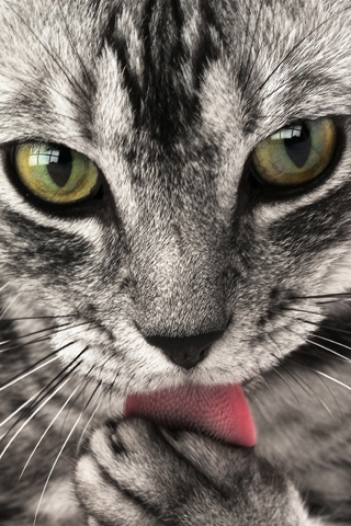 Zwierzęta - Kitty_Lick.jpg