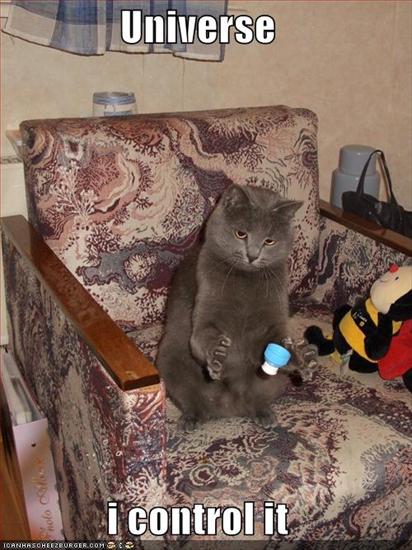 Śmieszne - funny-pictures-grey-cat-controls-bottle-cap.jpg