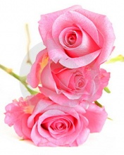 Tapety miłosne - 3_Roses.jpg