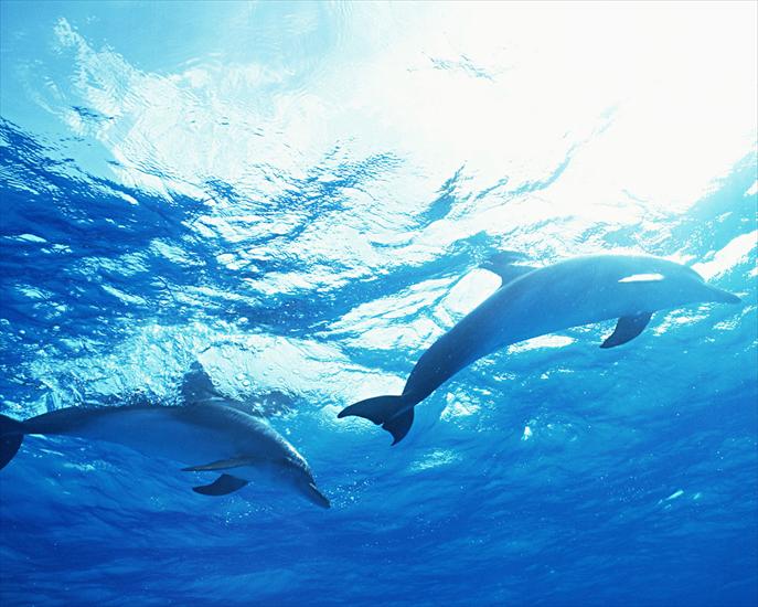 Delfiny - Dolphin 35.jpg