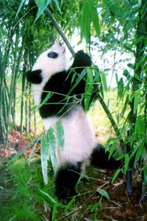 Pandas - 38.jpg