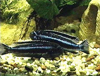 Ryby akwariowe cd - 151.jpg