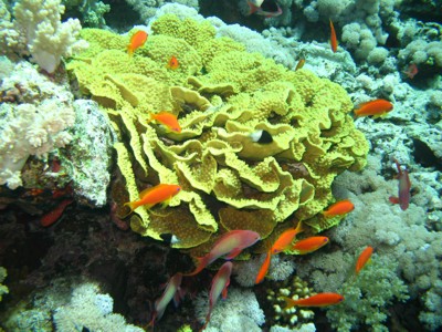 rafa koralowa -  Rafa koralowa3.jpg