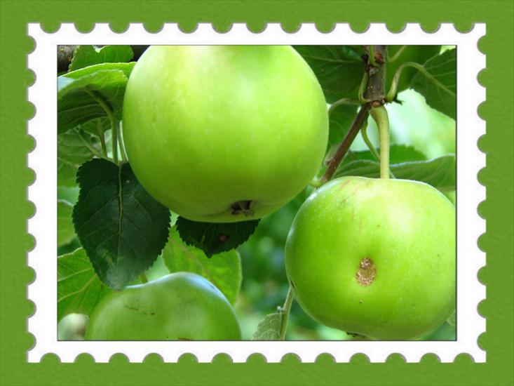 Owoce - jabłuszka zielone.jpg