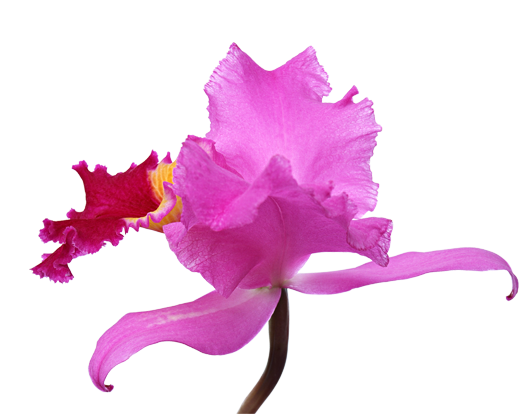 orchidea - 21. Orchidea.png