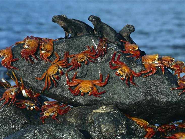 PODWODNY ŚWIAT - Sally-Lightfoot Crabs and Marine Iguanas.jpg