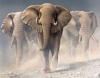 NATURA - słonie.jpg