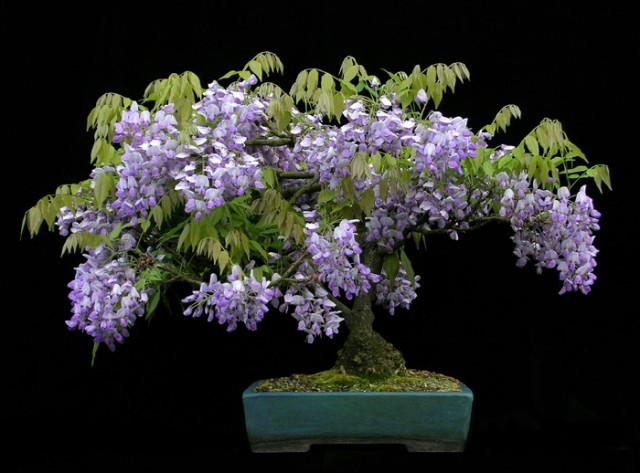 ZDJĘCIA - Drzewko bonsai.jpg