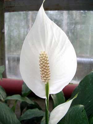 Skrzydłokwiat - spathiphyllum4.jpg