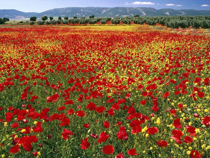 Na wiosnę - Endless Poppies, Spain.jpg