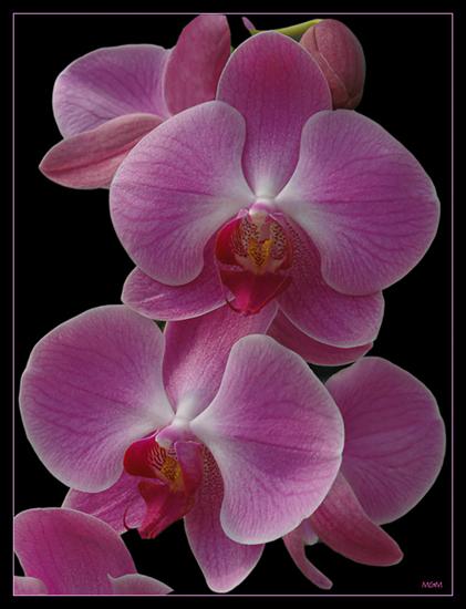 Storczyki - Orchid.jpg