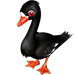 zwierzęta - BlackSwan.png