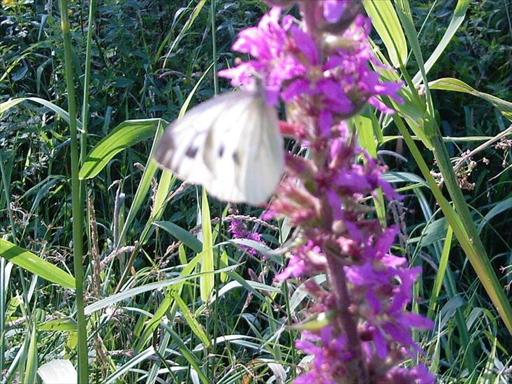 Motyle na kwiatach - Zdjęcia-0055.jpg