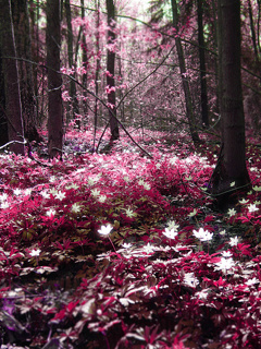 Nature - Magic_Forest.jpg