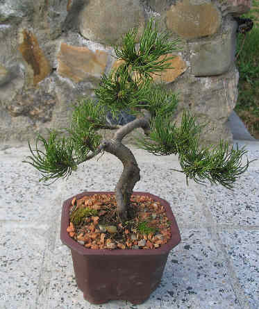 DRZEWKA BONSAI - bonsai 141.jpg
