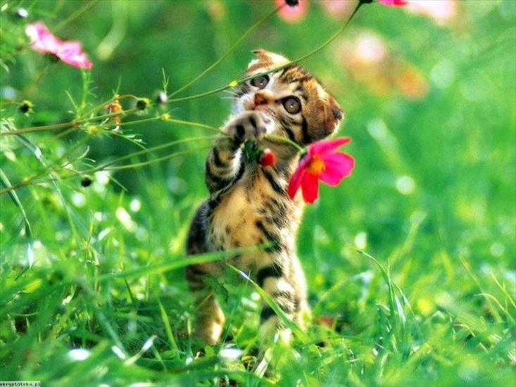 Koty - Kot_kwiat.jpg