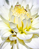 Tapety na komurke - Flower.jpg