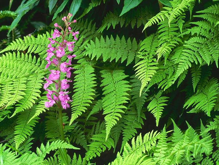 Kwiaty1 - Purple_Fringed_Orchid,_Great_Smoky_Mountains,_Tennessee.jpg