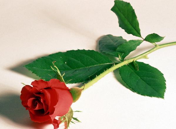 Róże - Róża.jpeg