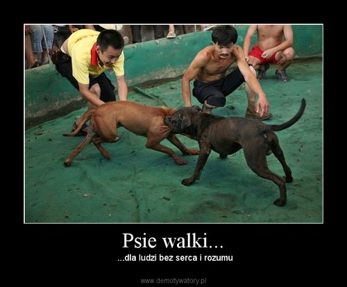  DEMOTY - Psie walki.jpg