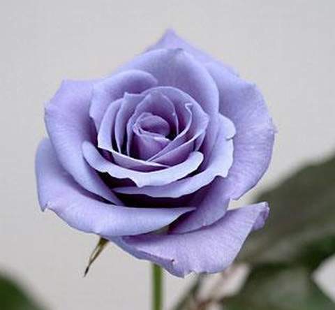 GALERIA - roza_wielkokwiatowa_niebieska_blue_sky02.jpg