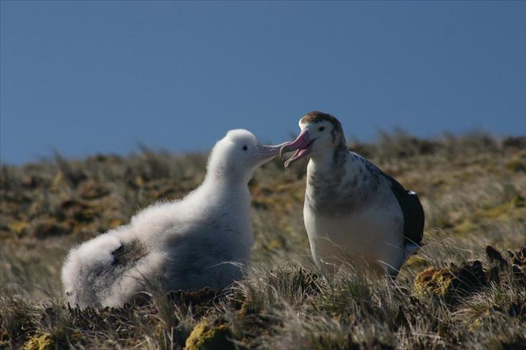 Albatrosy - Albatros_damsterdam_poussin.jpg