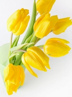 Kwiaty - Yellow Tulips.jpg