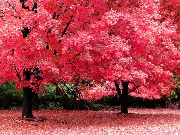 Piękno natury - Autumn_Fantasy_by_jojomercury.jpg