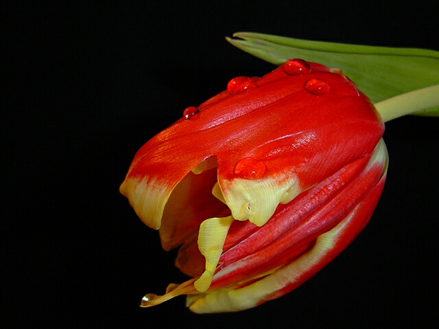 Tulipany - 255370.jpg