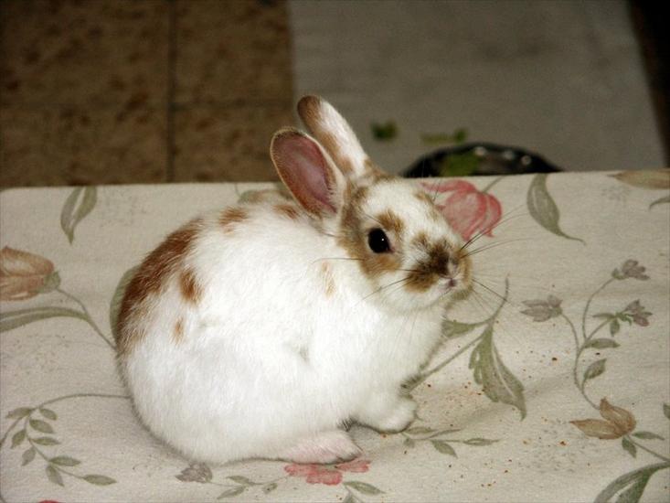 animals - króliki - 27674460.Rabbit20040406012.jpg