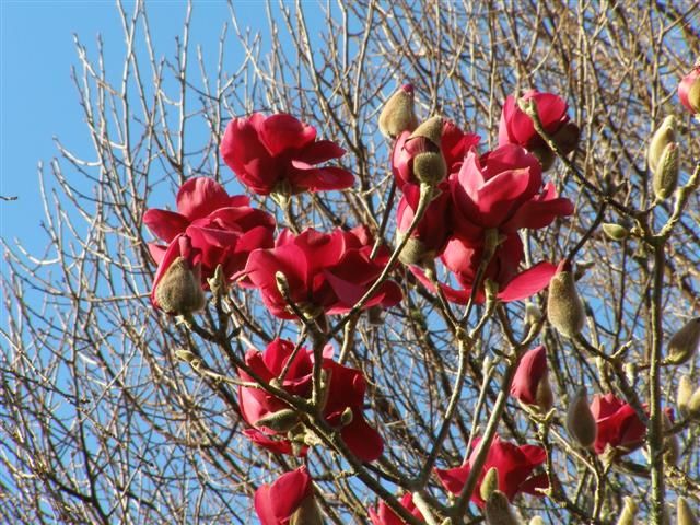 Magnolia - magnolia - vulkan czerwona.jpg