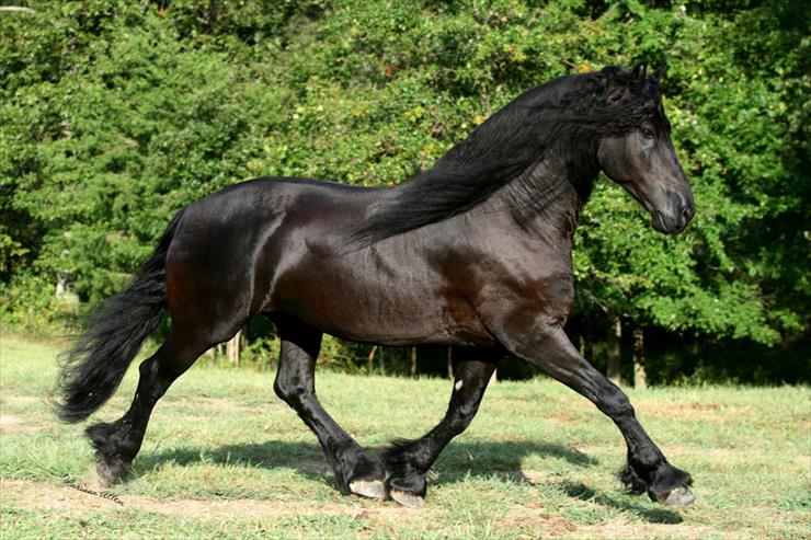 Konie... dumne konie - 655714__keegan-the-friesian-stallion_p.jpg