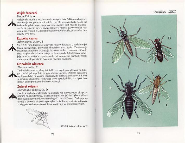 Owady - owady I 29.JPG