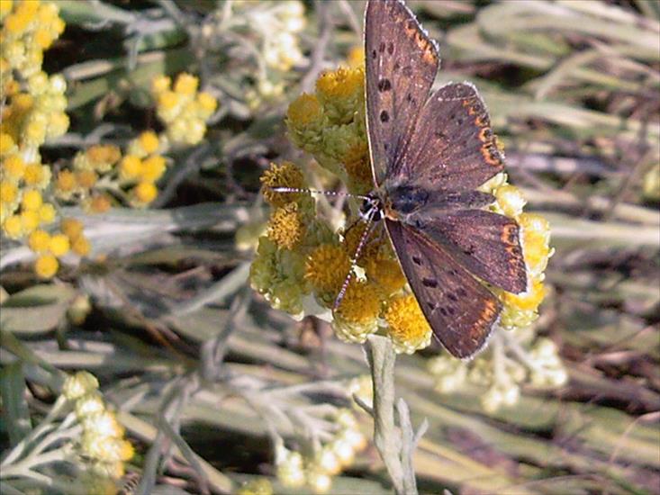 Motyle na kwiatach - Zdjęcia-0028.jpg