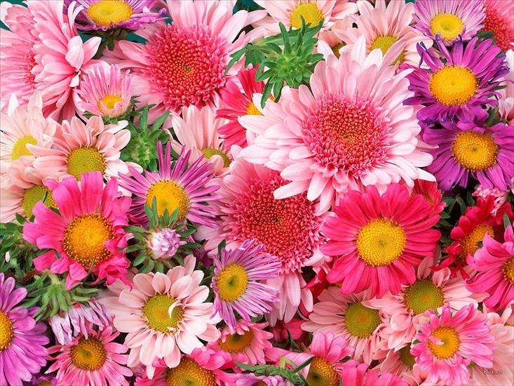 Kwiaty - różne - flower-031.jpg