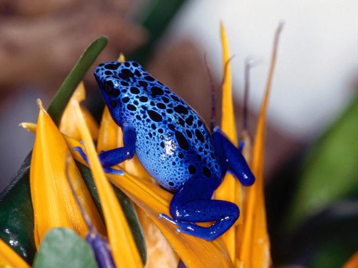 Żabki - blue_poison_frog.jpg